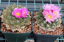 Living Rock cactus